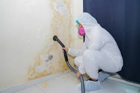 Why You Should Choose Our Mold Remediation Services in Old Jefferson, LA